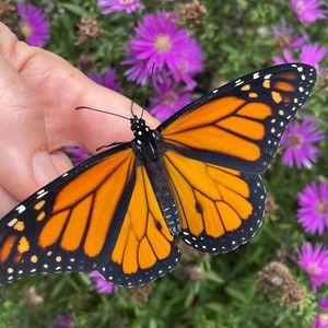 Meet your Posher, Christina